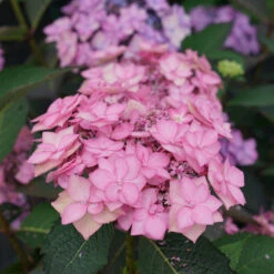 Let's Dance Can Do!® Bigleaf Hydrangea 8 Let's Dance Can Do!® Bigleaf Hydrangea -AURA Flower Shop hydrangea lets dance can do 3