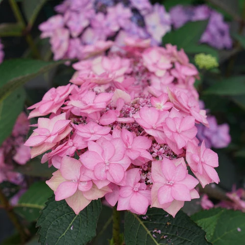 Let's Dance Can Do!® Bigleaf Hydrangea 4 Let's Dance Can Do!® Bigleaf Hydrangea - Image 4