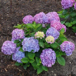 Let's Dance® Rave® Bigleaf Hydrangea -AURA Flower Shop hydrangea lets dance rave 6