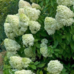 Hydrangeas For Cut Flowers Collection 7 Hydrangeas For Cut Flowers Collection -AURA Flower Shop hydrangea limelight 2 ae398252 d135 4393 8f62 2c9311897d12