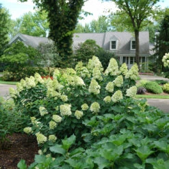 Limelight Prime® Panicle Hydrangea 13 Limelight Prime® Panicle Hydrangea -AURA Flower Shop hydrangea limelight prime 1