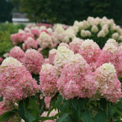 Limelight Prime® Panicle Hydrangea 14 Limelight Prime® Panicle Hydrangea -AURA Flower Shop hydrangea limelight prime 3