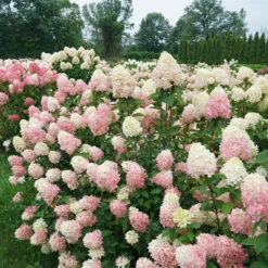 Limelight Prime® Panicle Hydrangea 12 Limelight Prime® Panicle Hydrangea -AURA Flower Shop hydrangea limelight prime 7