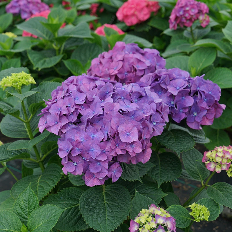 Let's Dance Big Band® Bigleaf Hydrangea 1 Let's Dance Big Band® Bigleaf Hydrangea