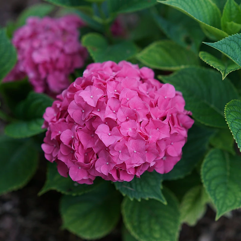 Let's Dance Big Band® Bigleaf Hydrangea 2 Let's Dance Big Band® Bigleaf Hydrangea - Image 2