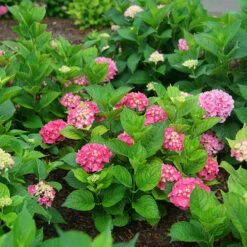 Let's Dance Big Band® Bigleaf Hydrangea 6 Let's Dance Big Band® Bigleaf Hydrangea -AURA Flower Shop hydrangea macrophylla lets dance big band 3