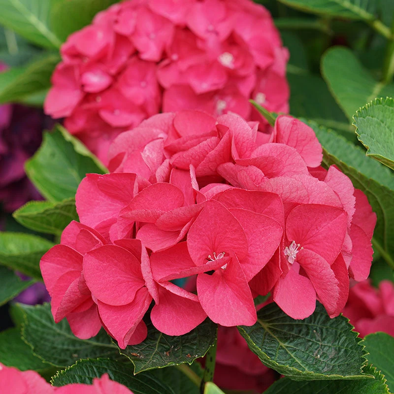 Wee Bit Giddy® Bigleaf Hydrangea 1 Wee Bit Giddy® Bigleaf Hydrangea