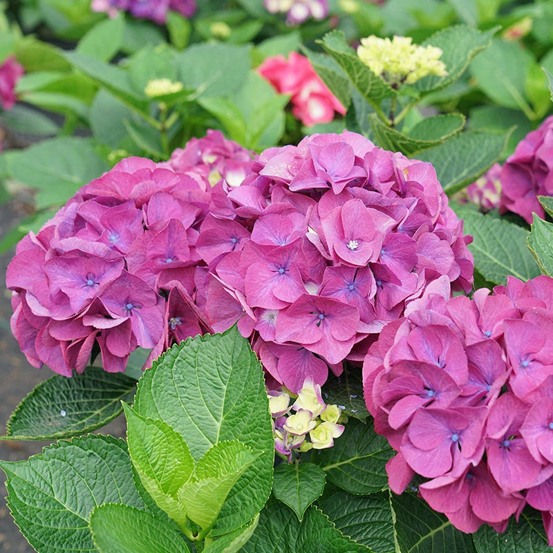 Wee Bit Giddy® Bigleaf Hydrangea 2 Wee Bit Giddy® Bigleaf Hydrangea - Image 2