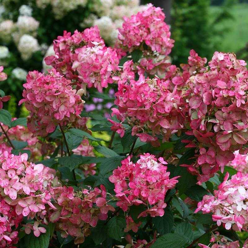 Fire Light® Panicle Hydrangea 1 Fire Light® Panicle Hydrangea
