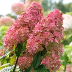 Fire Light® Panicle Hydrangea 9 Fire Light® Panicle Hydrangea -AURA Flower Shop hydrangea paniculata fire light 3 sw