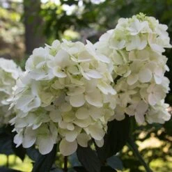 Fire Light® Panicle Hydrangea 10 Fire Light® Panicle Hydrangea -AURA Flower Shop hydrangea paniculata fire light 4 sw
