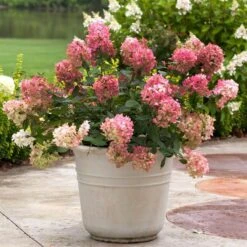 Fire Light® Panicle Hydrangea 11 Fire Light® Panicle Hydrangea -AURA Flower Shop hydrangea paniculata fire light 5 sw