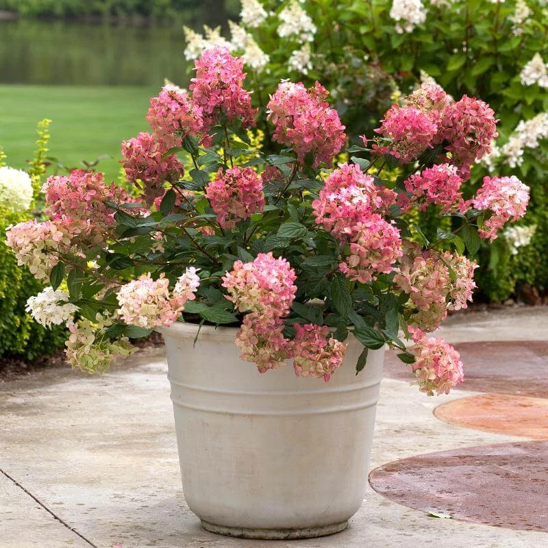 Fire Light® Panicle Hydrangea 5 Fire Light® Panicle Hydrangea - Image 5