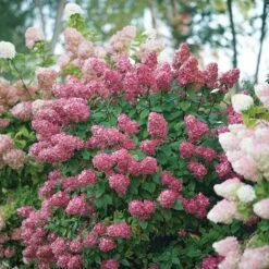 Fire Light® Panicle Hydrangea 12 Fire Light® Panicle Hydrangea -AURA Flower Shop hydrangea paniculata fire light 6 sw
