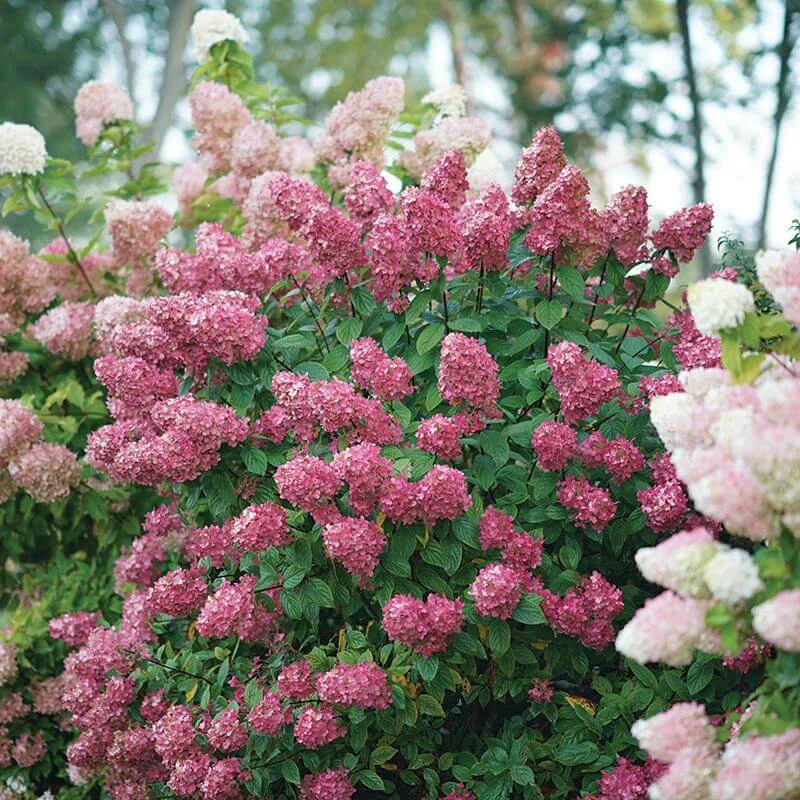Fire Light® Panicle Hydrangea 6 Fire Light® Panicle Hydrangea - Image 6