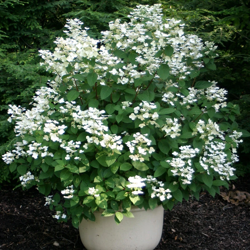 Little Quick Fire® Panicle Hydrangea 2 Little Quick Fire® Panicle Hydrangea - Image 2