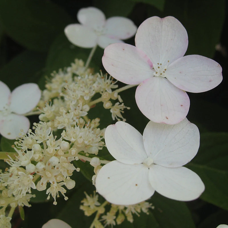 Little Quick Fire® Panicle Hydrangea 3 Little Quick Fire® Panicle Hydrangea - Image 3