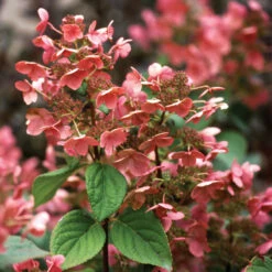 Little Quick Fire® Panicle Hydrangea 9 Little Quick Fire® Panicle Hydrangea -AURA Flower Shop hydrangea paniculata quick fire 4