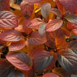 Little Quick Fire® Panicle Hydrangea 10 Little Quick Fire® Panicle Hydrangea -AURA Flower Shop hydrangea paniculata quick fire 5