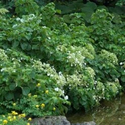 Climbing Hydrangea 7 Climbing Hydrangea -AURA Flower Shop hydrangea petiolaris 3 sw