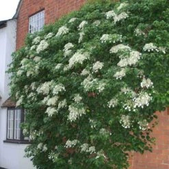 Climbing Hydrangea 8 Climbing Hydrangea -AURA Flower Shop hydrangea petiolaris 4 sw