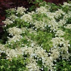 Climbing Hydrangea 9 Climbing Hydrangea -AURA Flower Shop hydrangea petiolaris 5 sw