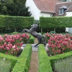 Pinky Winky® Panicle Hydrangea -AURA Flower Shop hydrangea pinky winky 3