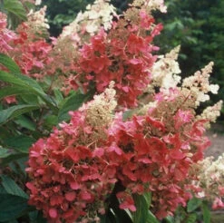 Pinky Winky® Panicle Hydrangea -AURA Flower Shop hydrangea pinky winky 4