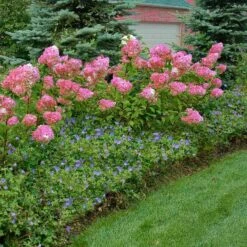 Vanilla Strawberry® Panicle Hydrangea 11 Vanilla Strawberry® Panicle Hydrangea -AURA Flower Shop hydrangea vanilla strawberry 10