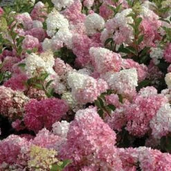 Vanilla Strawberry® Panicle Hydrangea 8 Vanilla Strawberry® Panicle Hydrangea -AURA Flower Shop hydrangea vanilla strawberry 3