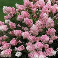 AURA Flower Shop 12 Vanilla Strawberry® Panicle Hydrangea