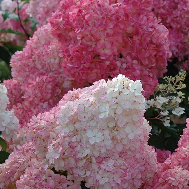 Vanilla Strawberry® Panicle Hydrangea 2 Vanilla Strawberry® Panicle Hydrangea - Image 2