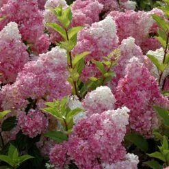 Vanilla Strawberry® Panicle Hydrangea 9 Vanilla Strawberry® Panicle Hydrangea -AURA Flower Shop hydrangea vanilla strawberry 6