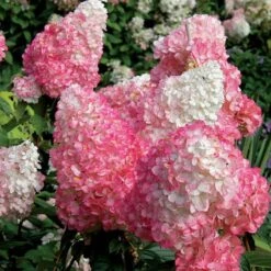 Vanilla Strawberry® Panicle Hydrangea 10 Vanilla Strawberry® Panicle Hydrangea -AURA Flower Shop hydrangea vanilla strawberry 7