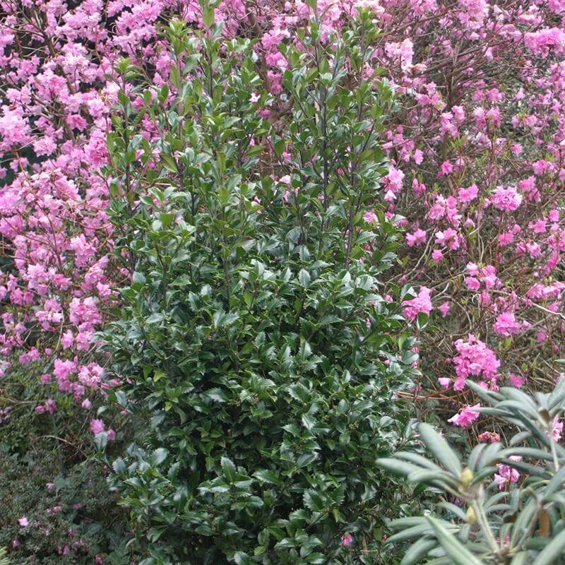 Castle Wall® Blue Holly 2 Castle Wall® Blue Holly - Image 2