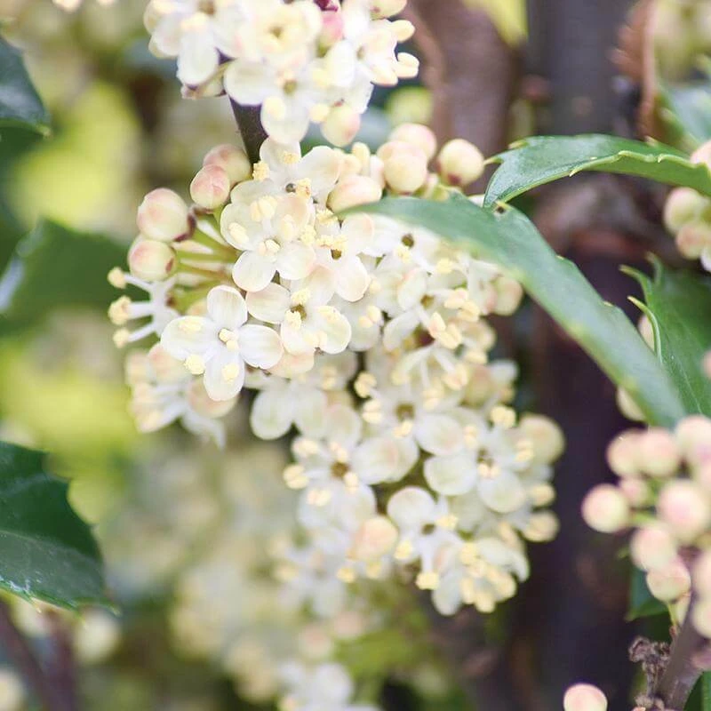 Castle Wall® Blue Holly 3 Castle Wall® Blue Holly - Image 3