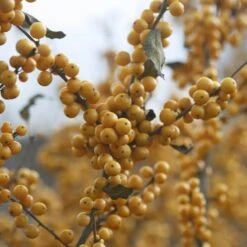 Berry Heavy® Gold Winterberry Holly 10 Berry Heavy® Gold Winterberry Holly -AURA Flower Shop ilex verticillata berry heavy gold 1 3f32e30d d777 4cf7 93ff 2e94c58e0c4c sw
