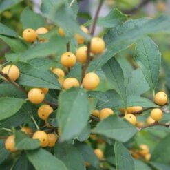 Berry Heavy® Gold Winterberry Holly 9 Berry Heavy® Gold Winterberry Holly -AURA Flower Shop ilex verticillata berry heavy gold 2 aa81198c 24bb 4b32 877a 85fd13c13220 sw