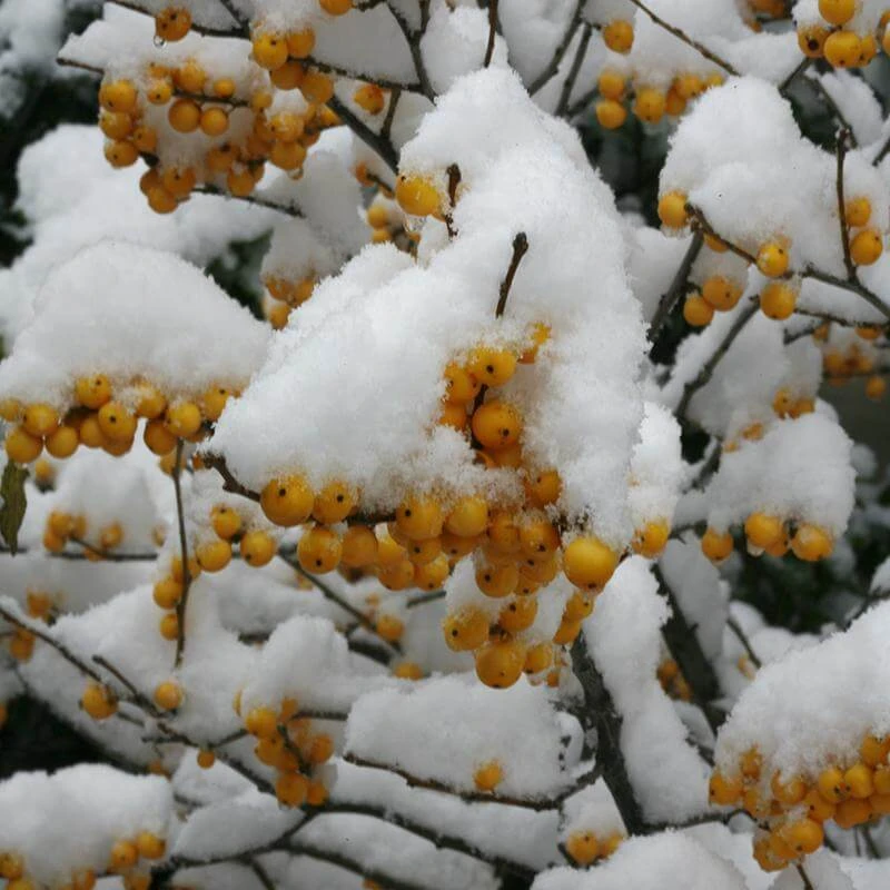 Berry Heavy® Gold Winterberry Holly 2 Berry Heavy® Gold Winterberry Holly - Image 2