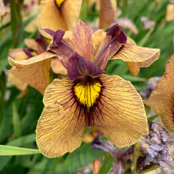 'Yarai' Iris 1 'Yarai' Iris