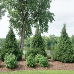 Gin Fizz® Juniper 8 Gin Fizz® Juniper -AURA Flower Shop juniperus gin fizz 4 sw