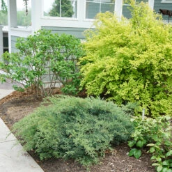 Montana Moss® Juniper 6 Montana Moss® Juniper -AURA Flower Shop juniperus montana moss 3