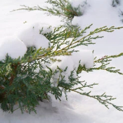 Montana Moss® Juniper 7 Montana Moss® Juniper -AURA Flower Shop juniperus montana moss 4