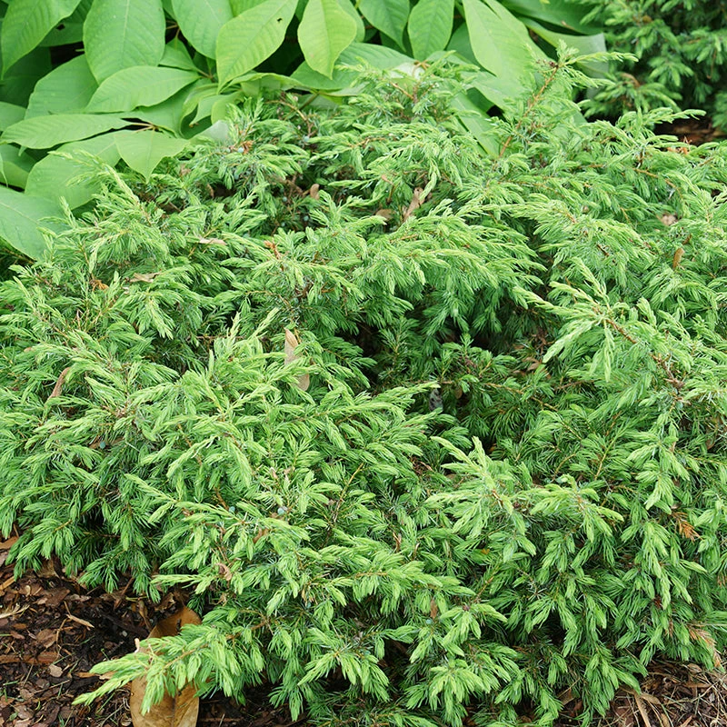 Tortuga® Juniper 1 Tortuga® Juniper