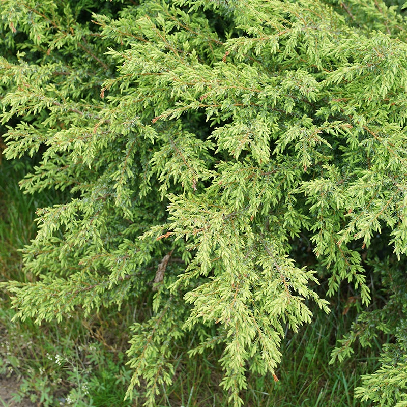 Tortuga® Juniper 2 Tortuga® Juniper - Image 2