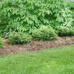 Tortuga® Juniper 6 Tortuga® Juniper -AURA Flower Shop juniperus tortuga 3