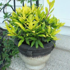 Sicilian Sunshine® Bay Laurel -AURA Flower Shop laurus sicilian sunshine 3