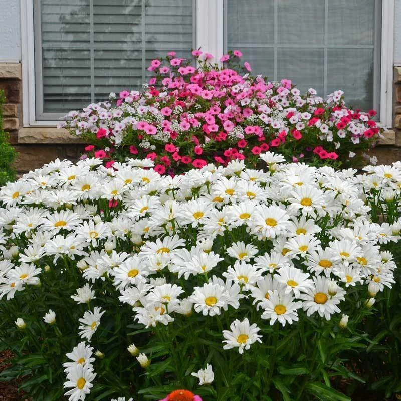 Amazing Daisies® Daisy May® Shasta Daisy 1 Amazing Daisies® Daisy May® Shasta Daisy
