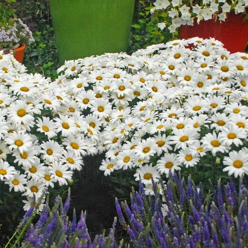 Amazing Daisies® Daisy May® Shasta Daisy 2 Amazing Daisies® Daisy May® Shasta Daisy - Image 2