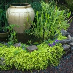 Yellow Creeping Jenny 10 Yellow Creeping Jenny -AURA Flower Shop lysimachia aurea creeping jenny 3